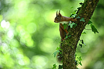 Biosphoto | 2621659 | Red squirrel (Sciurus vulgaris) on alert on a branch, Nantes suburbs, France. | &copy; Guy Piton / Biosphoto