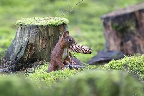 Biosphoto | 2616800 | Red squirrel (Sciurus vulgaris) with a spruce cone in its mouth, Vosges, France. | &copy; Fabrice Cahez / Biosphoto