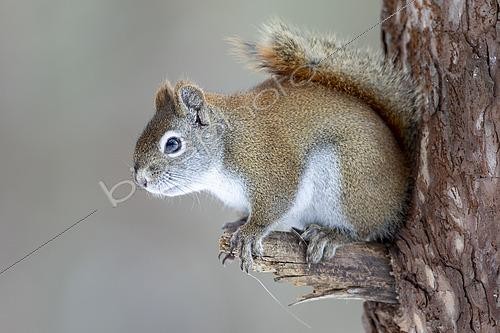Biosphoto | 2620307 | Red squirrel (Tamiasciurus hudsonicus) perched on a branch and watching. Canada | &copy; Philippe Henry / Biosphoto