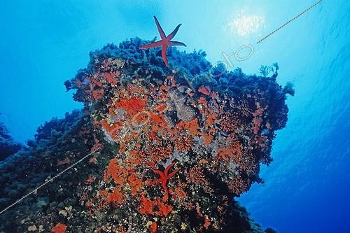 Biosphoto | 653111 | Red Starfishes and Sponges on a rock Mediterranean Sea | &copy; Didier Brandelet / Biosphoto