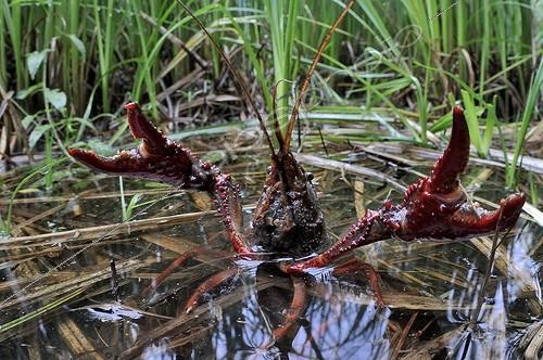 Biosphoto | 1755482 | Red Swamp Crayfish on water Prairie Fouzon France | &copy; Bruno Guénard / Biosphoto