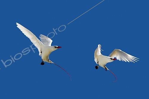 Biosphoto | 1408079 | Red tailed Tropicbirds in flight Sand Island Hawaii | &copy; Sylvain Cordier / Biosphoto