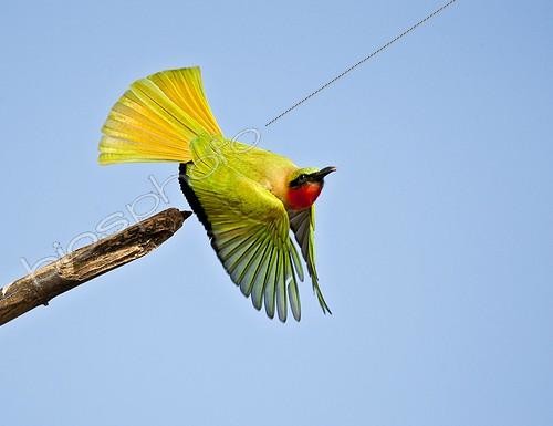 Biosphoto | 1421898 | Red-throated Bee-eater in flight Senegal | &copy; Ignacio Yufera / Biosphoto