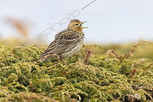 Biosphoto | 2626171 | Red-throated Pipit (Anthus cervinus), side view of an adult perched on a bush, Finnmark, Norway | &copy; Saverio Gatto / Biosphoto