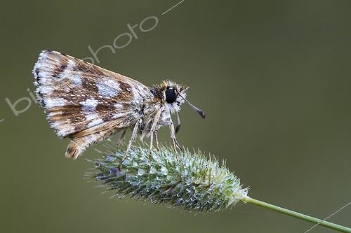 Biosphoto | 1921345 | Red-underwing Skipper on a brunch - Serra do Courel Spain | &copy; Siro Moya / Biosphoto
