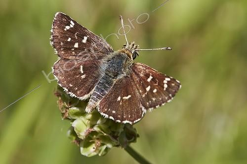 Biosphoto | 1921326 | Red-underwing Skipper on a flower -  Serra do Courel Spain | &copy; Siro Moya / Biosphoto