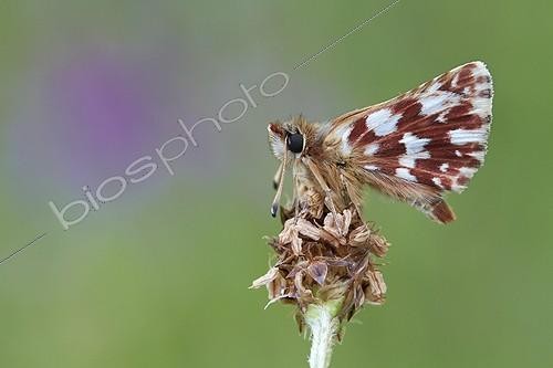 Biosphoto | 1921397 | Red-underwing Skipper on a flower - Serra do Courel Spain  | &copy; Siro Moya / Biosphoto