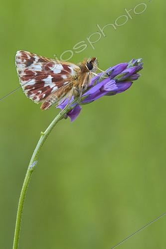 Biosphoto | 1921398 | Red-underwing Skipper on a flower - Serra do Courel Spain  | &copy; Siro Moya / Biosphoto
