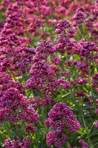 Biosphoto | 1651435 | Red valerian flowers Provence France | &copy; Michel Gunther / Biosphoto