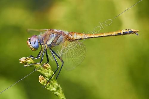 Biosphoto | 1921333 | Red-veined Darter on a ear - Galicia Spain | &copy; Siro Moya / Biosphoto
