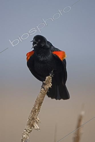Biosphoto | 1062906 | Red-winged Blackbird male calling New York USA | &copy; John Cancalosi / Biosphoto