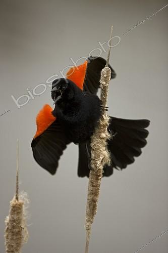 Biosphoto | 1062907 | Red-winged Blackbird male calling New York USA | &copy; John Cancalosi / Biosphoto
