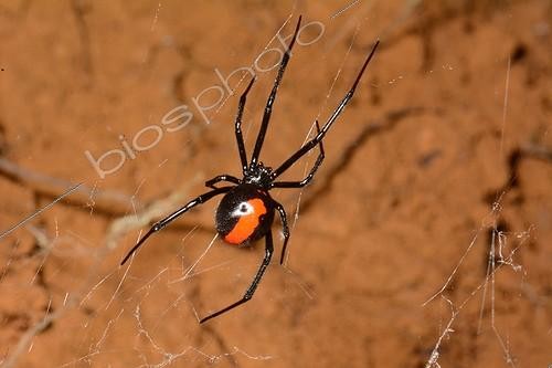 Biosphoto | 2069339 | Redback spider (Latrodectus hasselti), Koghi, New-Caledonia | &copy; David Massemin / Biosphoto