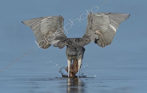 Biosphoto | 2408650 | Reddish Egret (Egretta rufescens) hunting, Texas, USA | &copy; Alan Murphy / BIA / Biosphoto