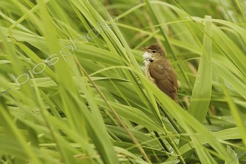 Biosphoto | 466211 | Reed warbler singing in a reebed England | &copy; Jack Chapman / Biosphoto