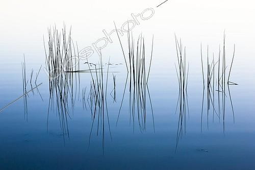 Biosphoto | 1291646 | Reeds and reflection pond Bellebouche Brenne France  | &copy; David Tatin / Biosphoto