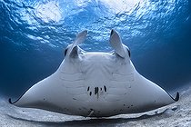 Biosphoto | 2124854 | Reef manta ray (Manta alfredi) under the surface, Indian Ocean, Mayotte. Highly Honored at Windland Smith Rice Photo Awards 2018 (Nature's Best) . | &copy; Gabriel Barathieu / Biosphoto