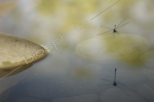 Biosphoto | 920527 | Reflecting an Azure Damselfly in water France | &copy; Ghislain Simard / Biosphoto
