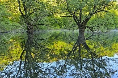 Biosphoto | 2036306 | Reflet sur le lac de Bret à l'aube - Bugey  France ; Lac temporaire, colonisé par des saules et des aulnes, biotope peuplé de très nombreuses rainettes | &copy; Jean-Philippe Delobelle / Biosphoto