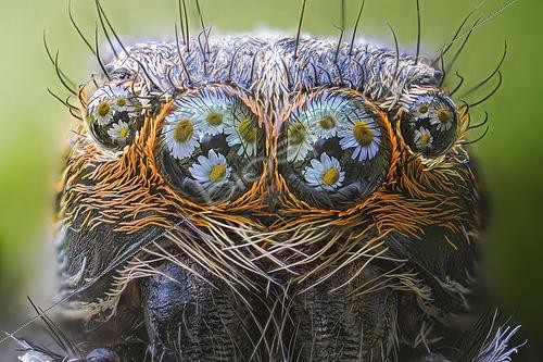 Biosphoto | 2505434 | Reflets de Marguerites dans les yeux d'une Araignée sauteuse, Mantoue, Plaine du Pô, Italie | &copy; Alberto Ghizzi Panizza / Biosphoto