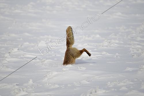 Biosphoto | 2612842 | Renard Roux ( Vulpes vulpes) chassant dans la neige en Pologne/Red fox (Vulpes vulpes) hunting in the snow in Poland | &copy; Clément Fontaine / Biosphoto