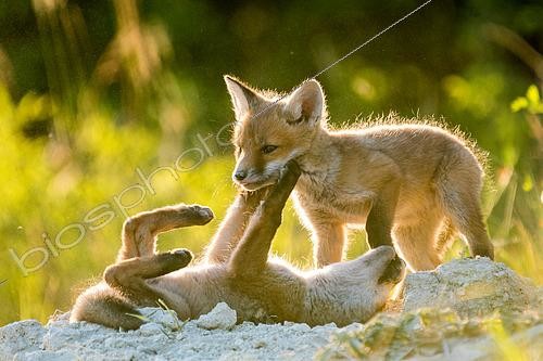 Biosphoto | 2433337 | Renard roux (Vulpes vulpes) jeunes jouant, Slovaquie | &copy; Ervin Horesnyík / Biosphoto