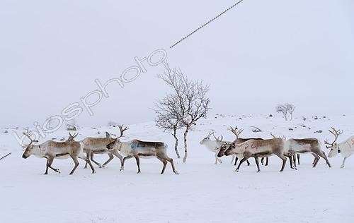 Biosphoto | 2613932 | Rennes (rangifer tarandus) dans la zone sauvage strictement protégée de Paistunturi (Paistunturin erämaa) près d'Utsjoki pendant l'hiver. Europe, Finlande, Laponie. | &copy; Martin Zwick / Biosphoto