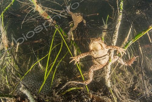 Biosphoto | 2172157 | Reproduction of Common Toads (Bufo bufo) and their eggs in a lake, Ain, France | &copy; Rémi Masson / Biosphoto
