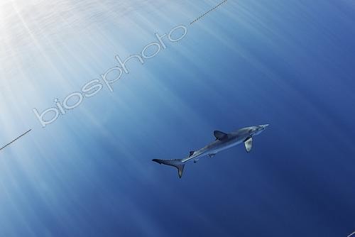 Biosphoto | 2426376 | Requin peau bleue (Prionace glauca), Canaries, Atlantique Nord | &copy; Sergio Hanquet / Biosphoto