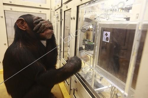 Biosphoto | 1111682 | Research on the cognitive abilities of chimpanzees Japan ; In this experiment is the photographic memory of young chimpanzees is analyzed. It surpasses that of many humans. Ayumu, a young chimp is better at this exercise is to find numerical order a series of nine digits which appears a second flash on the screen to be immediately masked by a square. With the touch screen chimpanzee key squares that hide the numbers in numerical order. | &copy; Cyril Ruoso / Biosphoto