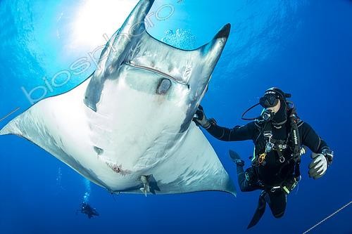 Biosphoto | 2608431 | Researcher trying to remove some parasites from a Sicklefin Mantas (Mobula tarapacana), Ambrosio dive site, Santa Maria Island, Azores, Portugal, Atlantic Ocean | &copy; Franco Banfi / Biosphoto