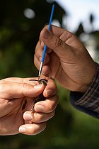 Biosphoto | 2544604 | Researchers picking up pollen with a brush from the beak of a hummingbird Stripe-throated Hermit as part of a pollination study, rainforest at the 
