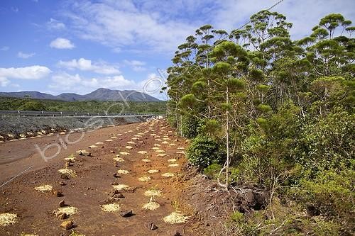 Biosphoto | 1875420 | Revegetation of degraded mining lands New Caledonia ; Revegetation by Vale Inco, the operator of the nickel deposit Goro Plateau. Middle Paraforestier more or less on farm Gymnostoma armor. Presence of soil. Intermediate medium between open scrub and préforestier. Much higher than open scrub biodiversity Gymnostoma (entomological, spiders ...).  | &copy; Thibaut Vergoz / Biosphoto