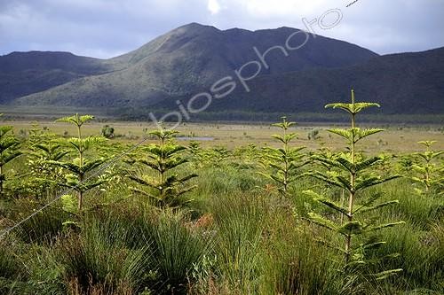 Biosphoto | 1875386 | Revegetation of former mining land New Caledonia  ; Revegetation based Araucaria (columnar pines) along the road that connects the road to Yate the Pic du Grand Kaori on land degraded by mining activities often more effective, among others threatened by the invasion of introduced plants, the Caledonian plants (often endemic) to colonize disturbed sites. However, less suitable for soil conditions in this area of ??New Caledonia (ultramafic nickel-rich and toxic), the choice of this species is controversial. Replanting kaoris (endemic and highly adapted to these conditions) is warranted. | &copy; Thibaut Vergoz / Biosphoto