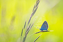 Biosphoto | 2621131 | Reverdin's Blue (Plebejus argyrognomon) on spikelet, protected natural site of the limestone grassland of Troussey, Lorraine, France. | &copy; Stéphane Vitzthum / Biosphoto