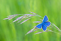 Biosphoto | 2621132 | Reverdin's Blue (Plebejus argyrognomon) on spikelet, protected natural site of the limestone grassland of Troussey, Lorraine, France. | &copy; Stéphane Vitzthum / Biosphoto