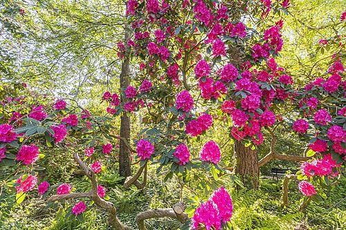 Biosphoto | 2580141 | Rhododendron 'Cynthia', en fleurs | &copy; Alain Kubacsi / Biosphoto