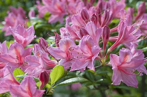 Biosphoto | 2142911 | Rhododendron 'Jolie Madame' in bloom in a garden | &copy; Frédéric Didillon / Biosphoto