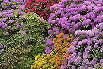 Biosphoto | 2466200 | Rhododendron Park Bad Sassendorf, rhododendrons and azaleas in bloom, North Rhine-Westphalia, Germany, Europe | &copy; Frederik / imageBROKER / Biosphoto