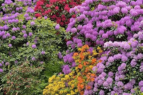 Biosphoto | 2466200 | Rhododendron Park Bad Sassendorf, rhododendrons and azaleas in bloom, North Rhine-Westphalia, Germany, Europe | &copy; Frederik / imageBROKER / Biosphoto