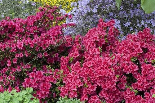 Biosphoto | 1100315 | Rhododendrons 'Vuyk's Scarlet' in bloom in a garden | &copy; Frédéric Didillon / Biosphoto