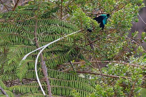 Biosphoto | 2621029 | Ribbon-tailed Astrapia (Astrapia mayeri),male, Papua New Guinea | &copy; Régis Cavignaux / Biosphoto