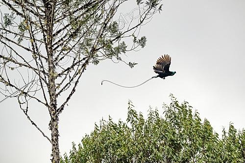 Biosphoto | 2621026 | Ribbon-tailed Astrapia (Astrapia mayeri),male in flight, Papua New Guinea | &copy; Régis Cavignaux / Biosphoto