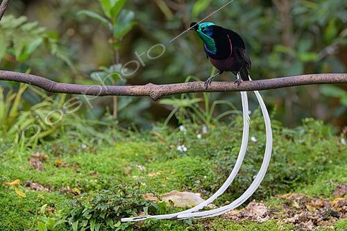 Biosphoto | 2621001 | Ribbon-tailed Astrapia (Astrapia mayeri), Papua New Guinea | &copy; Régis Cavignaux / Biosphoto