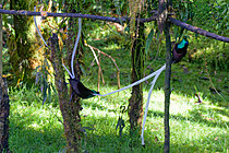 Biosphoto | 2620988 | Ribbon-tailed Astrapia (Astrapia mayeri), two males fighting, Papua New Guinea | &copy; Régis Cavignaux / Biosphoto