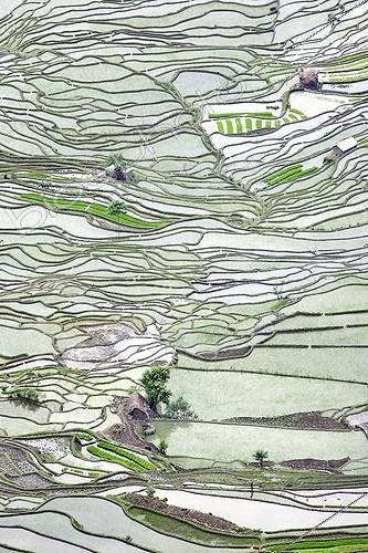 Biosphoto | 2000878 | Rice paddies terraced mountain - Yunnan China | &copy; Pierre Huguet-Dubief / Biosphoto