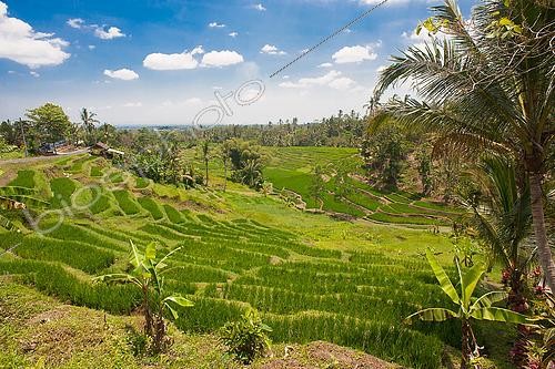 Biosphoto | 2454602 | Rice terrace, South Sector of Taman Ayun, Bali Island, Indonesia | &copy; Jean Cassou / Biosphoto
