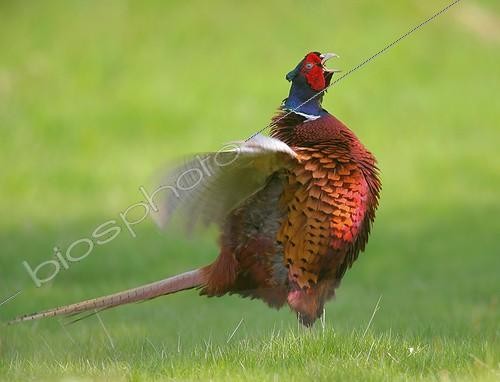 Biosphoto | 1419264 | Ring necked Pheasant cock parading in the spring France | &copy; Dominique Gest / Biosphoto