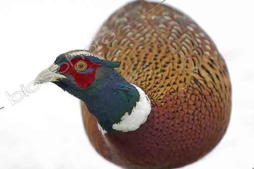 Biosphoto | 2048298 | Ring-necked pheasant in snow in winter - France | &copy; Michel Poinsignon / Biosphoto