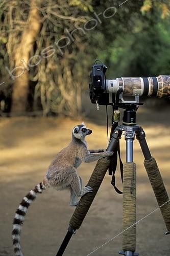 Biosphoto | 112803 | Ring-tailed lemur climbing on the tripod of a camera  | &copy; Alain Mafart-Renodier / Biosphoto